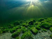 Подводный мир Телецкого озера в январские морозы