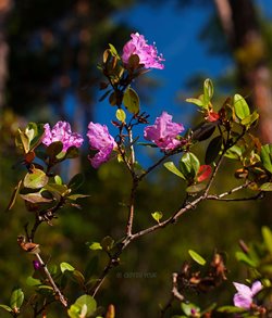 Необычное цветение маральника в разгар лета