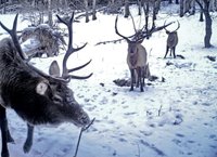 В Алтайском заповеднике проходят зимние маршрутные учёты-2019