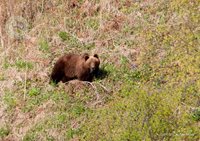 О медведе и белке-летяге Алтайского заповедника представлены доклады  на международном уровне