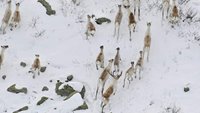 Редкий подвид оленя не исчез в Алтайском заповеднике