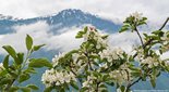 Цветущие яблони и хребет Алтын-Туу. Алтайский биосферный заповедник