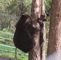 После выпуска в дикую природу медвежонку дается шанс вырасти в естественной среде