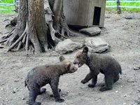 Медвежата Редис и Сюрприз переведены на одноразовое кормление и большую часть времени посвящают играм
