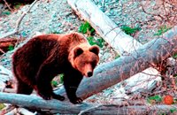 В Алтайском заповеднике появился медведь-«инспектор»