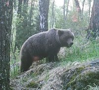 Что происходит в животном мире Алтайского заповедник в середине лета 2022 года. Наблюдения с фотоловушек
