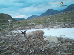 Северные олени снова попали в фотоловушку в Алтайском заповеднике. Завершились очередные полевые работы по изучению этого вида