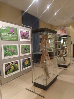 Открылась выставка "Цветковые растения Алтайского заповедника"