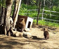 Как живут новые медвежата-сироты Сюрприз и Редис в мини-приюте Алтайского заповедника? 