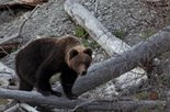 Рассказ о встрече с медведем - хозяином алтайской тайги.
