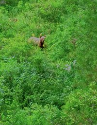 Медведь вышел "полюбоваться" водопадом Корбу в Алтайском заповеднике вместе с туристами