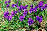 Фиалка алтайская, Viola altaica Ker-Gawl. Фото А. Лотова
