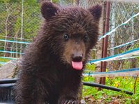 В Алтайском заповеднике новый подопечный мини-приюта для медвежат-сирот