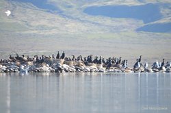 В Алтайском заповеднике прошла инвентаризация численности птиц Джулукульской котловины