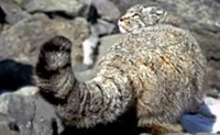 Ученые начнут поиски манулов в Алтайском заповеднике в 2012 году