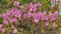 Pink inspiration: how Rhododendron makes The Altai Mountains even more beautiful