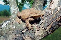 Биоразнообразие Алтайского заповедника. Жабы и лягушки - сходства и отличия
