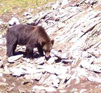 Медведи в Алтайском заповеднике помешали изучить северного оленя 