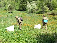 В Алтайском заповеднике подвели итоги полевых работ и лабораторных исследований иксодовых клещей