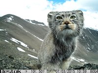 «ФОТОЛОВУШКИ: В объективе животные Алтайского заповедника»