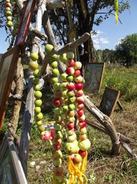 19 августа в селе Яйлю состоится праздник "Яблочный Спас"
