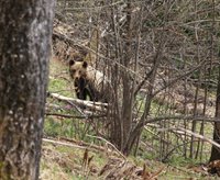 Сотрудники Алтайского заповедника проверяли фотоловушку и встретили медведя
