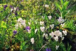 Viola altaica Ker-Gawl. - Фиалка алтайская и злак Anthoxanthum alpinum A. Love et D. Love - Душистый колосок альпийский, Фото А. Лотова