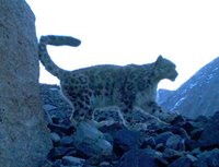 Экологи впервые получили снимки котят ирбиса в Горном Алтае