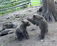 Новости о том, как живут медвежата-сироты Сюрприз и Редис в приюте Алтайского заповедника. Конец июля 2022г. 