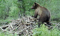 В Алтайском заповеднике в объектив фотоловушки попал медведь, разоряющий хатку бобров